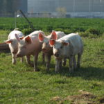 Fleisch vom Römerhof