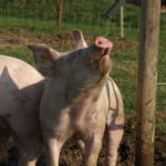 Fleisch vom Römerhof