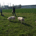 Fleisch vom Römerhof