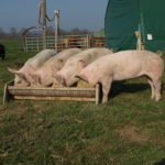 Fleisch vom Römerhof