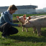 Fleisch vom Römerhof