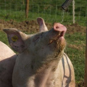 Freiland-Schwein